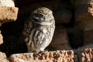 Mozolo arrunta - ML644510658