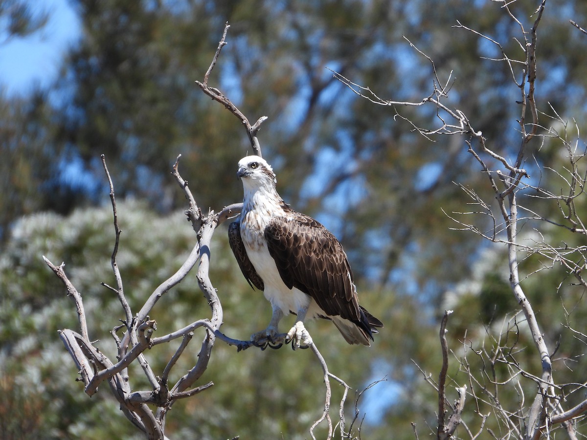 Osprey - ML644510669