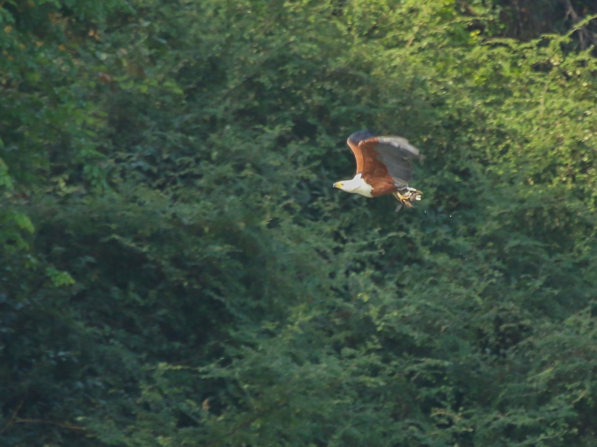 African Fish-Eagle - ML644510670