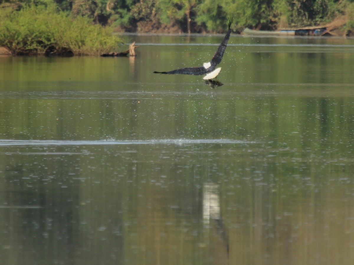African Fish-Eagle - ML644510671