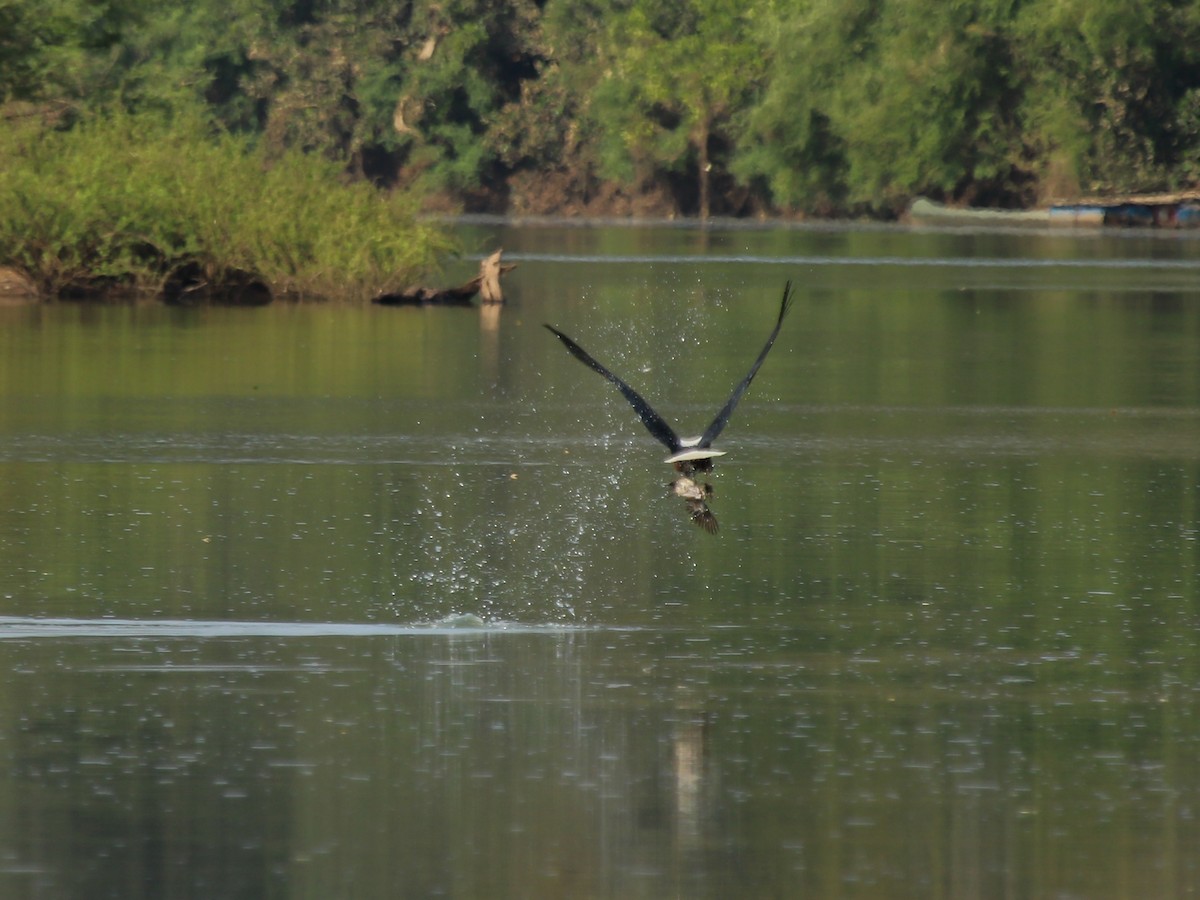 African Fish-Eagle - ML644510672
