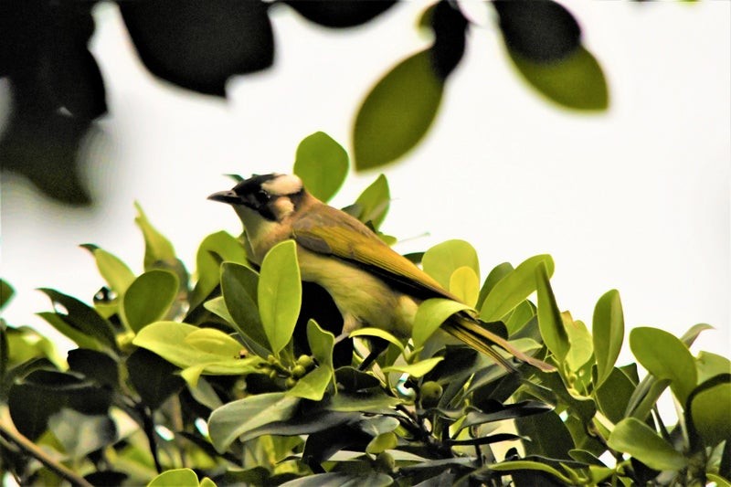 Light-vented Bulbul - ML644510674