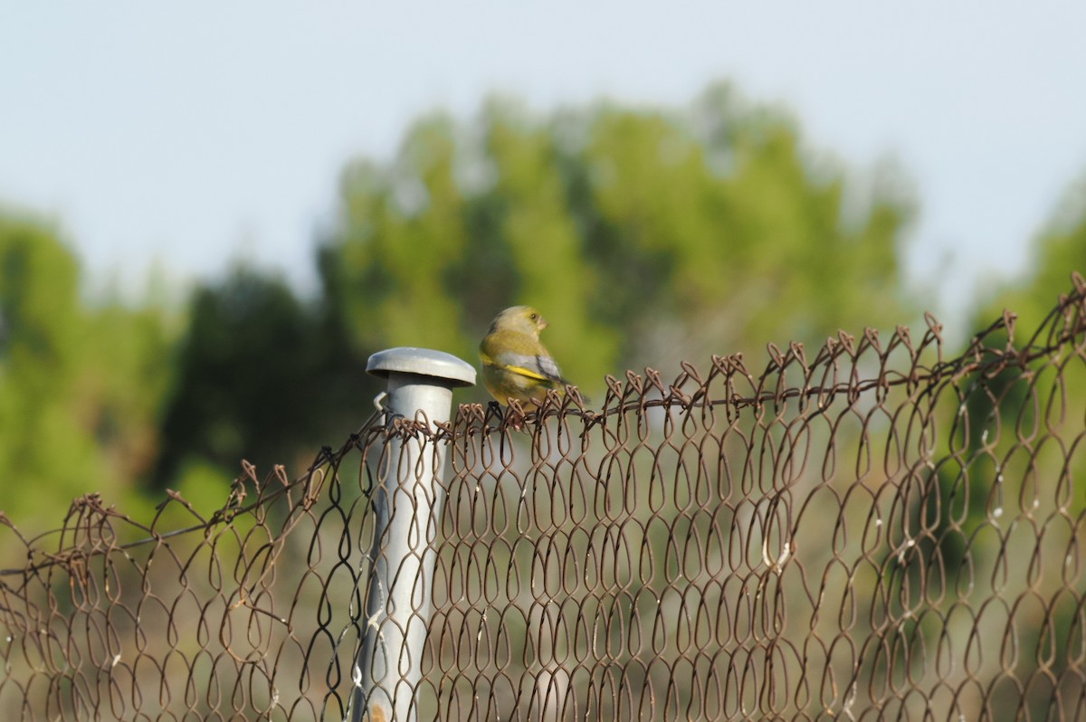 Verdone - ML644510686