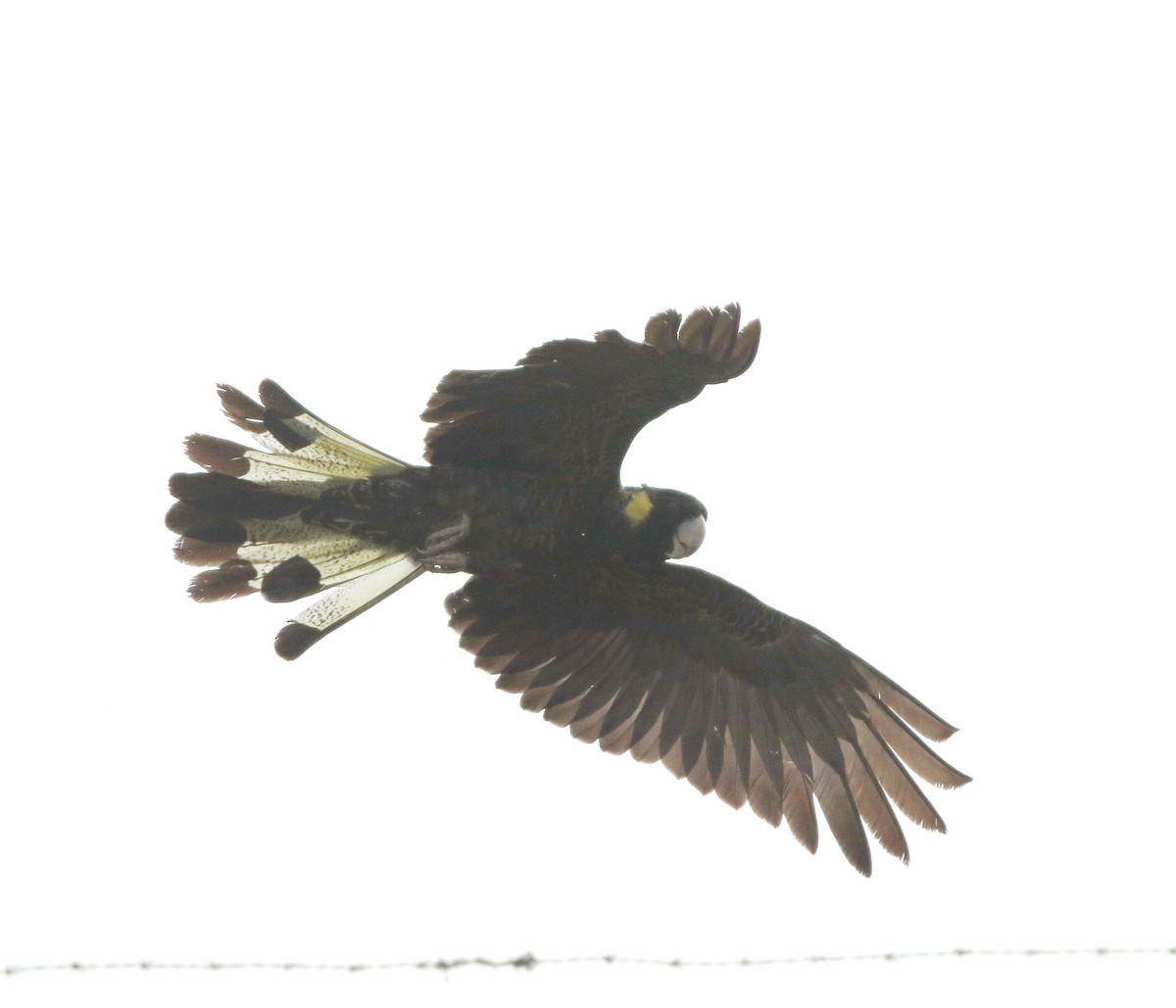 キイロオクロオウム - ML644510689