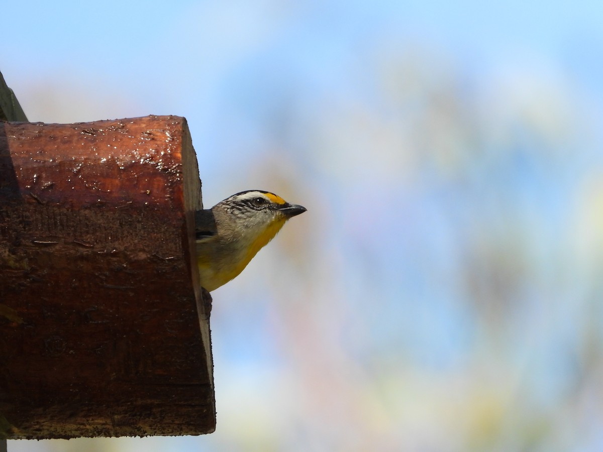 Striated Pardalote - ML644510690