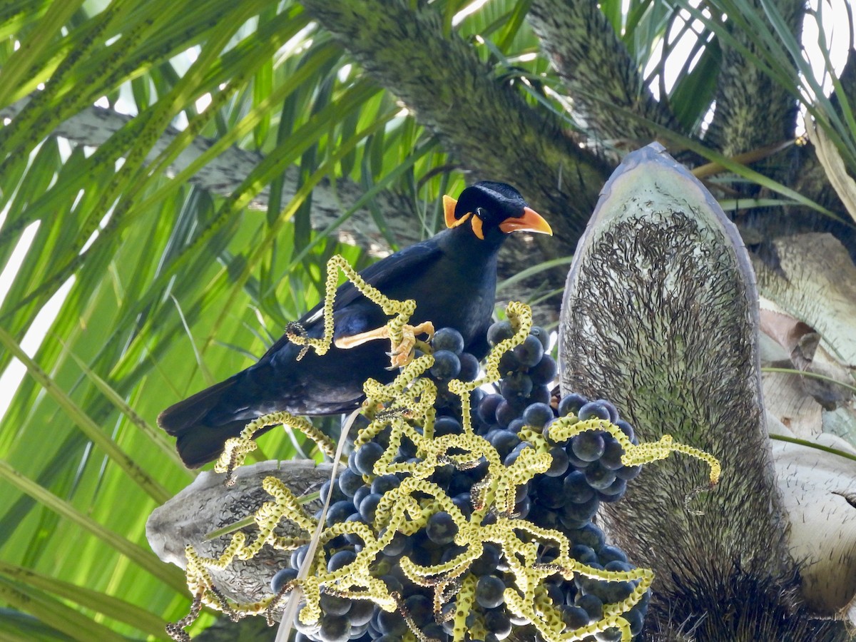 Common Hill Myna - ML644510696