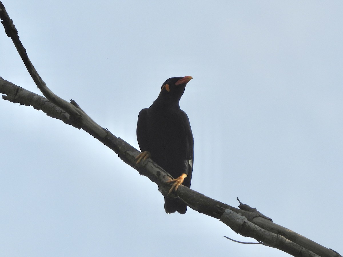 Common Hill Myna - ML644510697