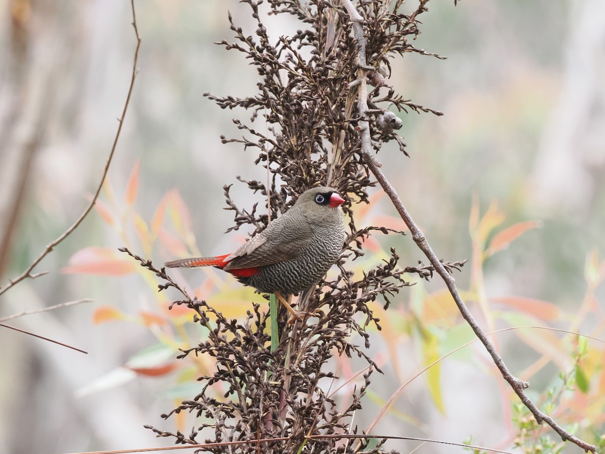 Beautiful Firetail - ML644510700