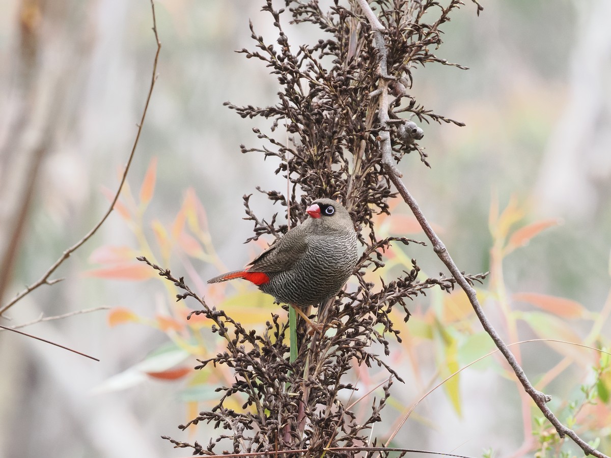 Beautiful Firetail - ML644510702