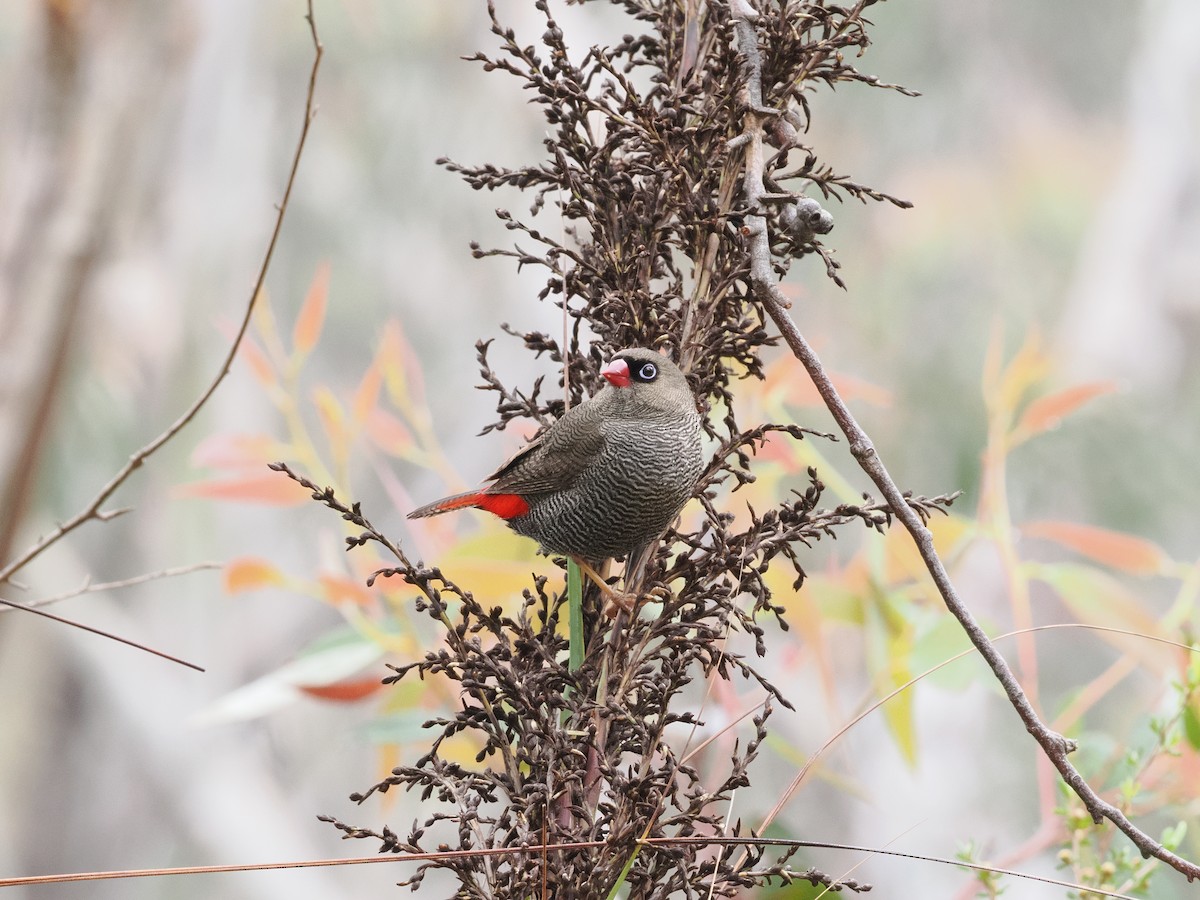 Beautiful Firetail - ML644510703