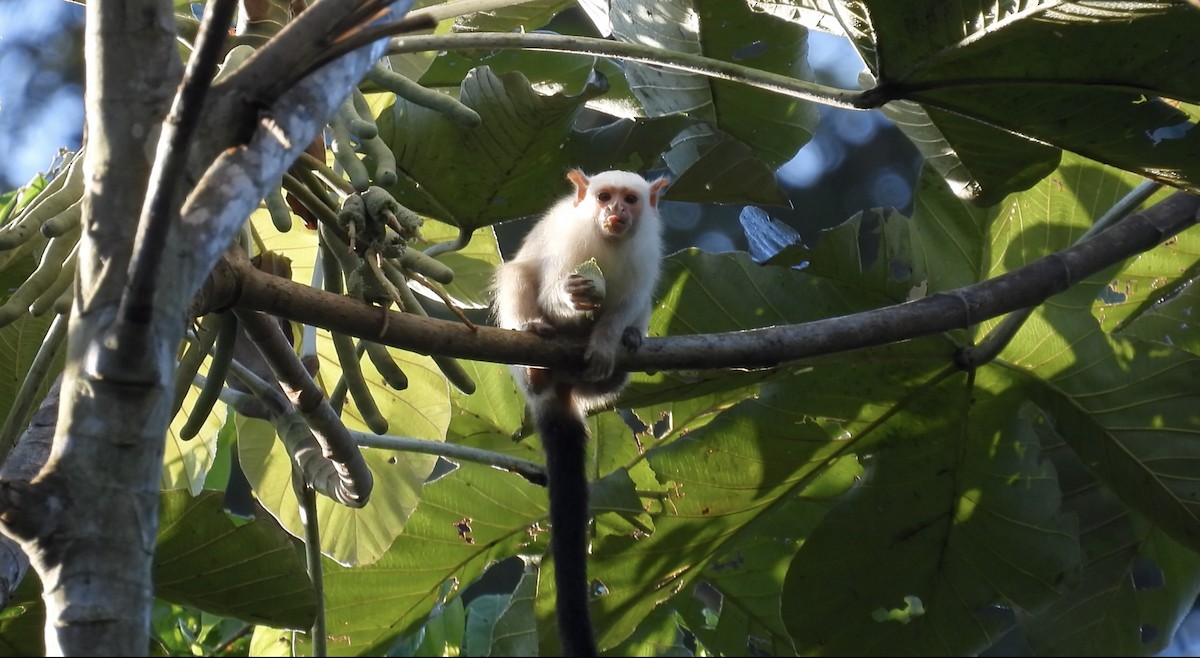 Mammals - ML644510707