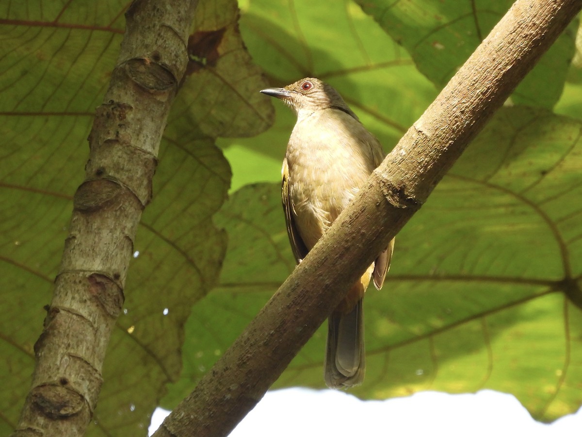 Olive-winged Bulbul - ML644510711