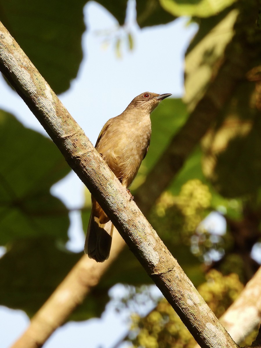 Olive-winged Bulbul - ML644510712