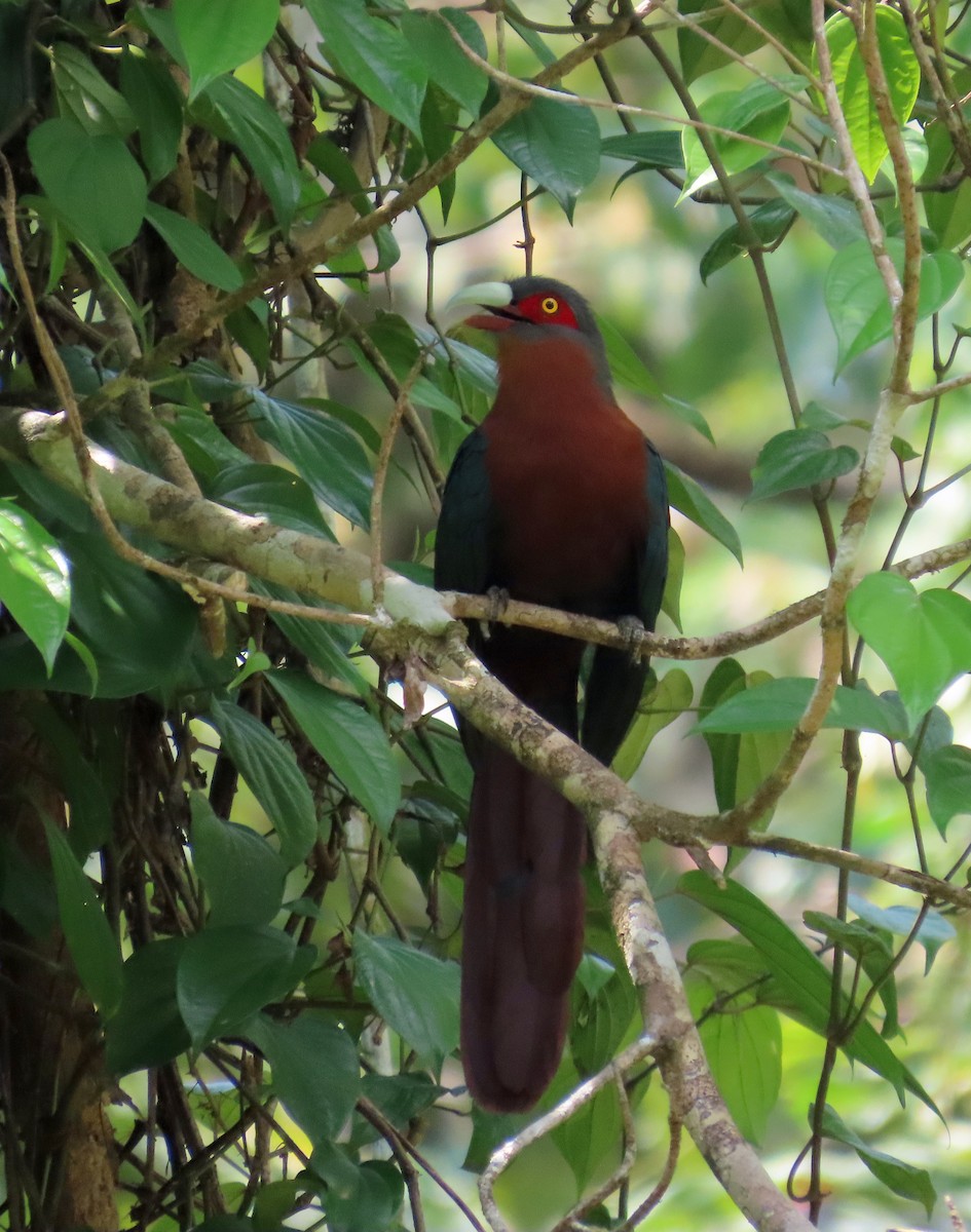 kastanjemalkoha - ML644510713