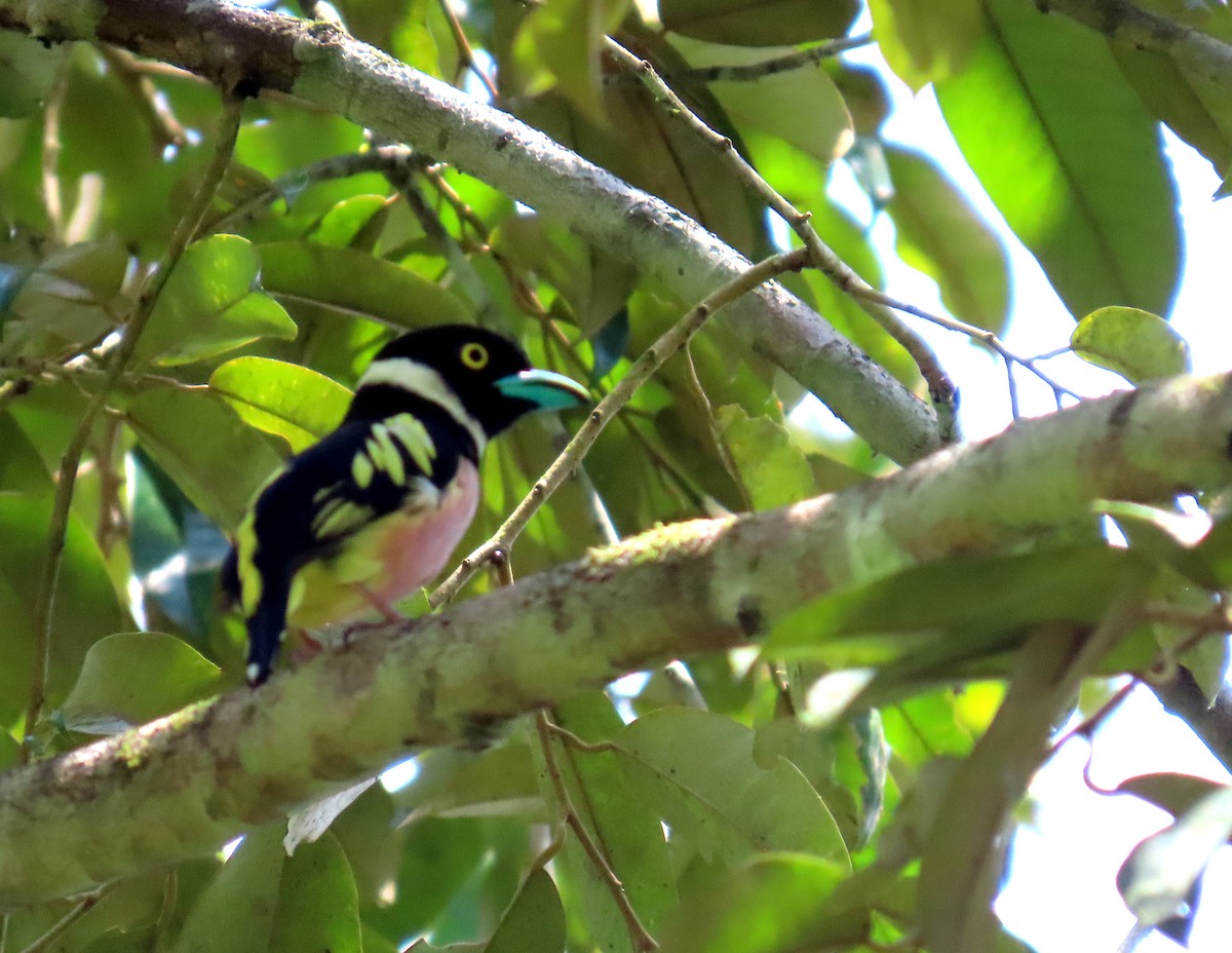 guløyebrednebb - ML644510715