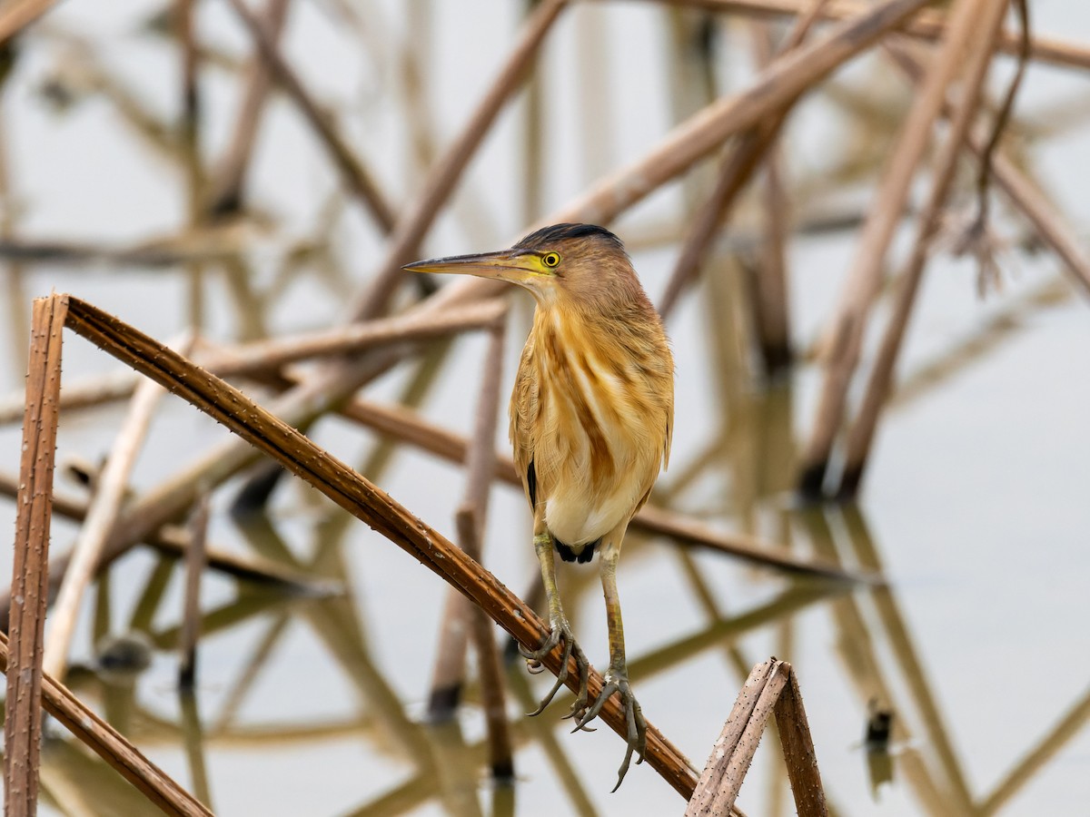 Blongios de Chine - ML644510718
