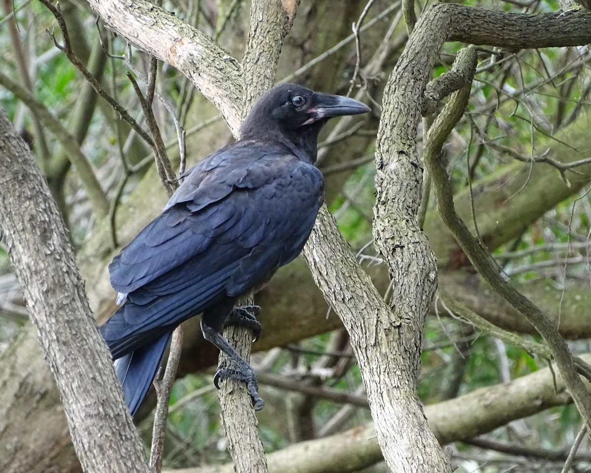 Австралийский ворон - ML644510720