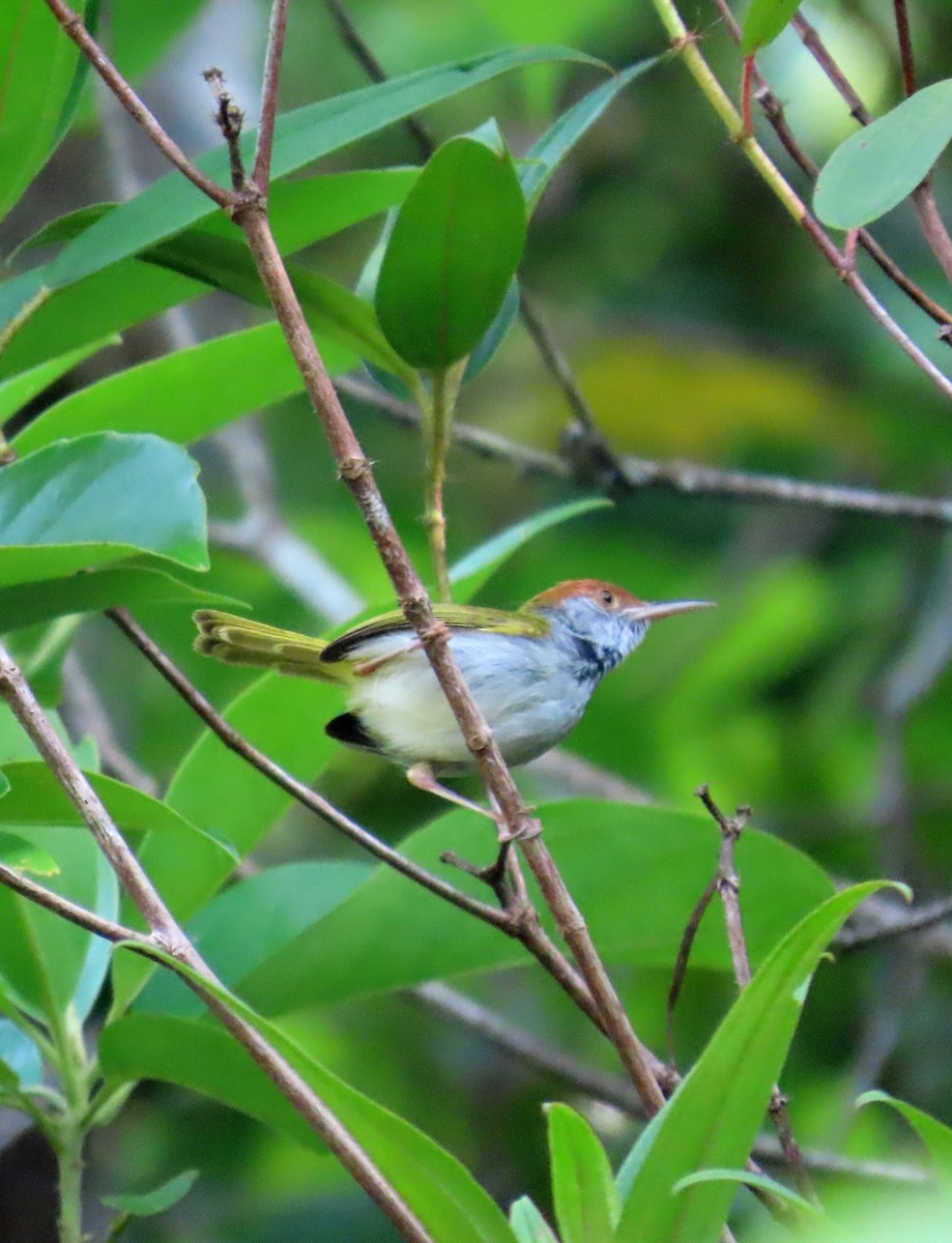 svartstrupeskredderfugl - ML644510722