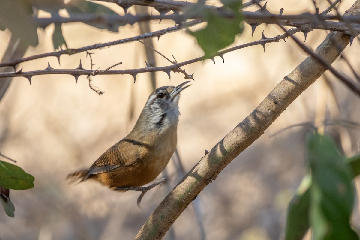 Buff-breasted Wren - ML644510725