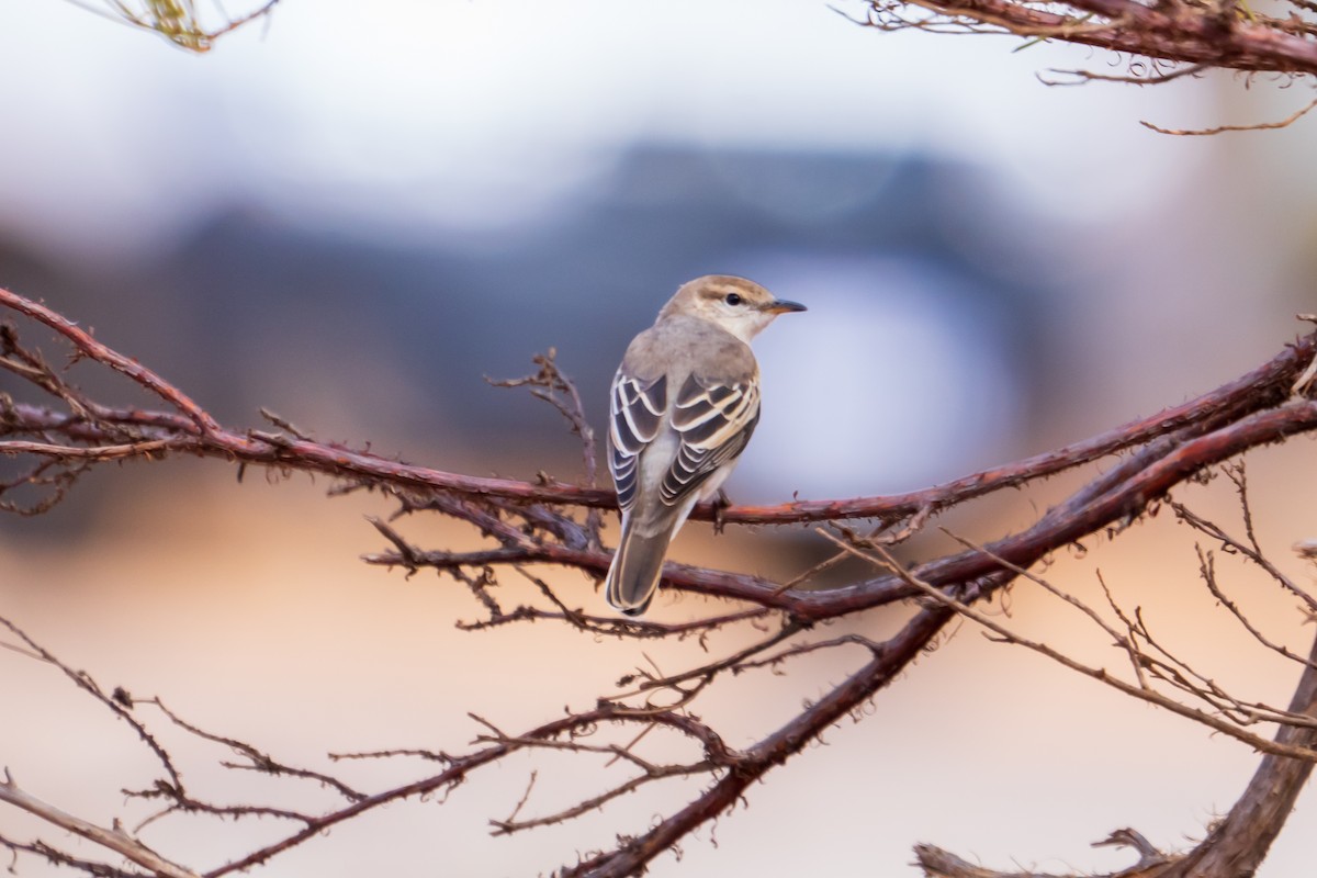 Échenilleur tricolore - ML644510727