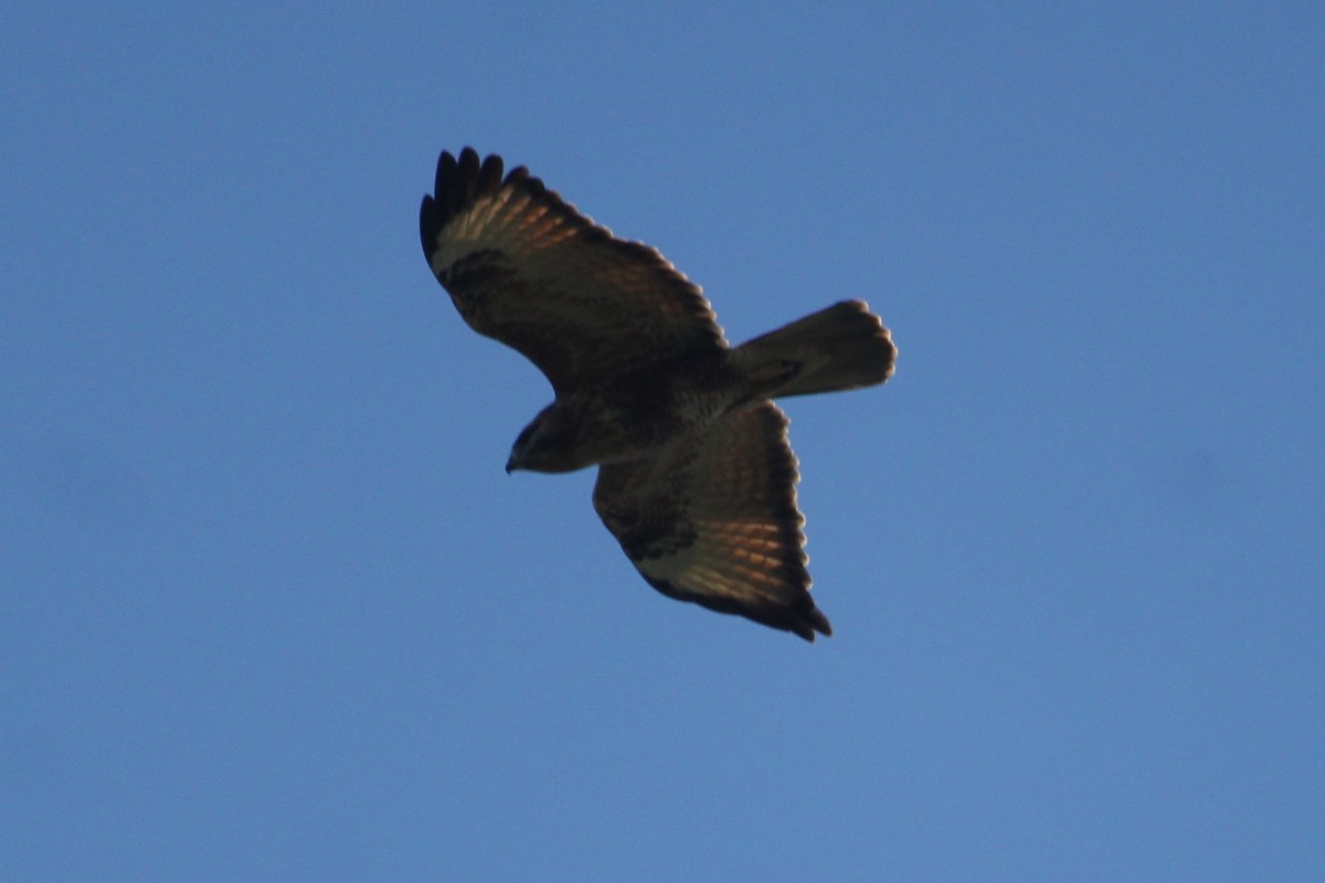 Himalayan Buzzard - ML644510729