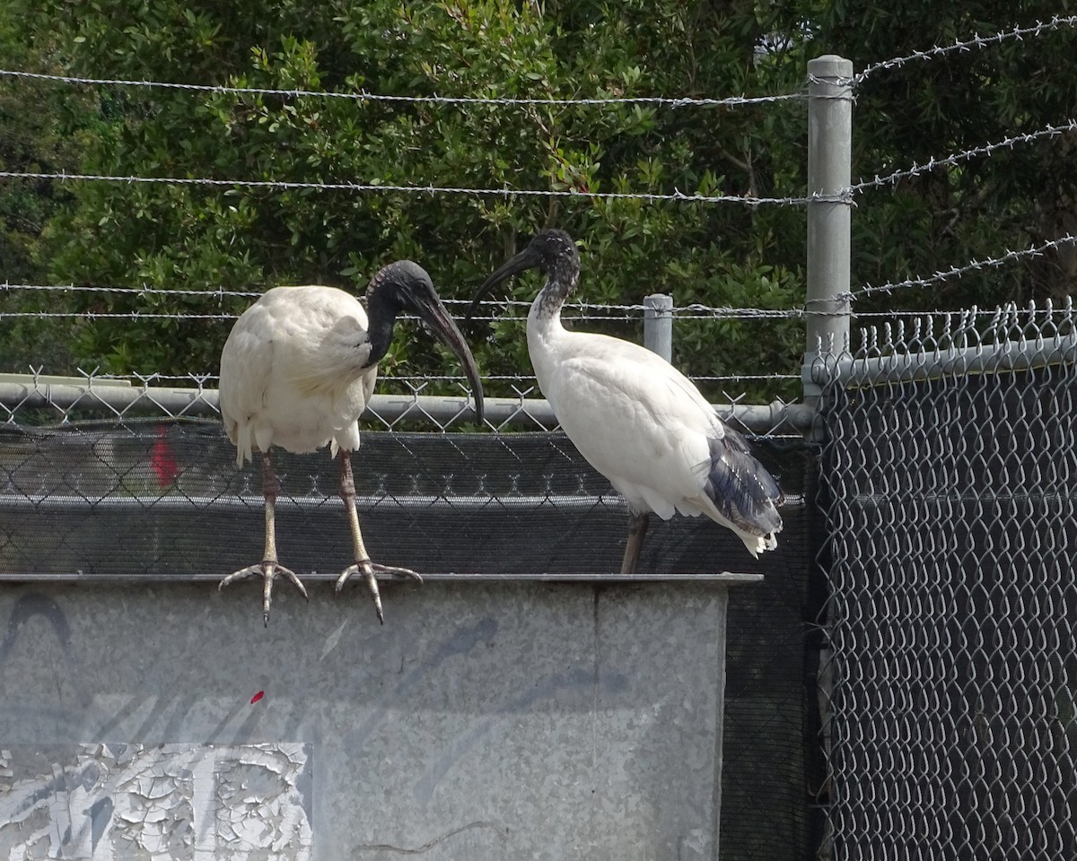 Australian Ibis - ML644510744