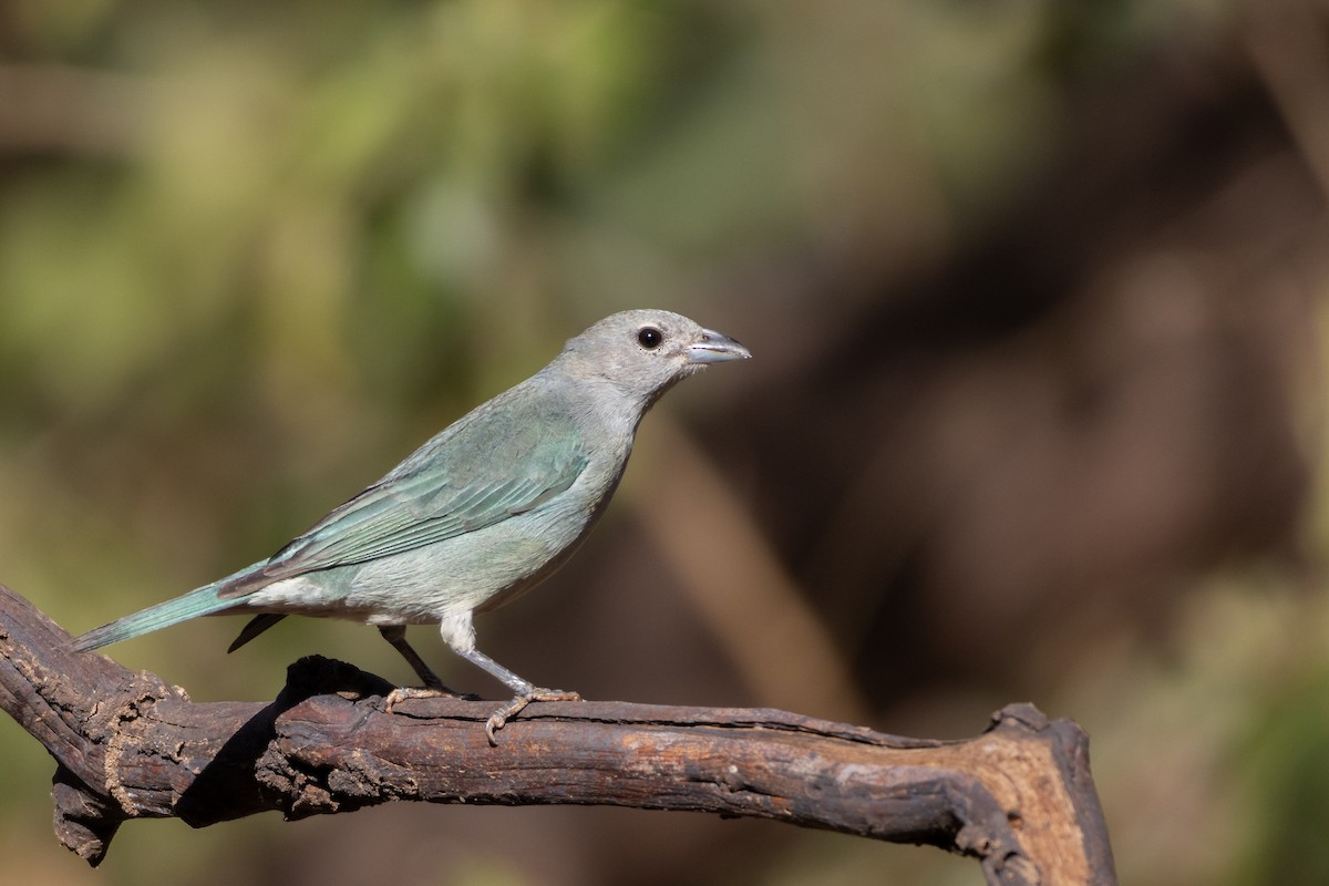 Sayaca Tanager - ML644510745