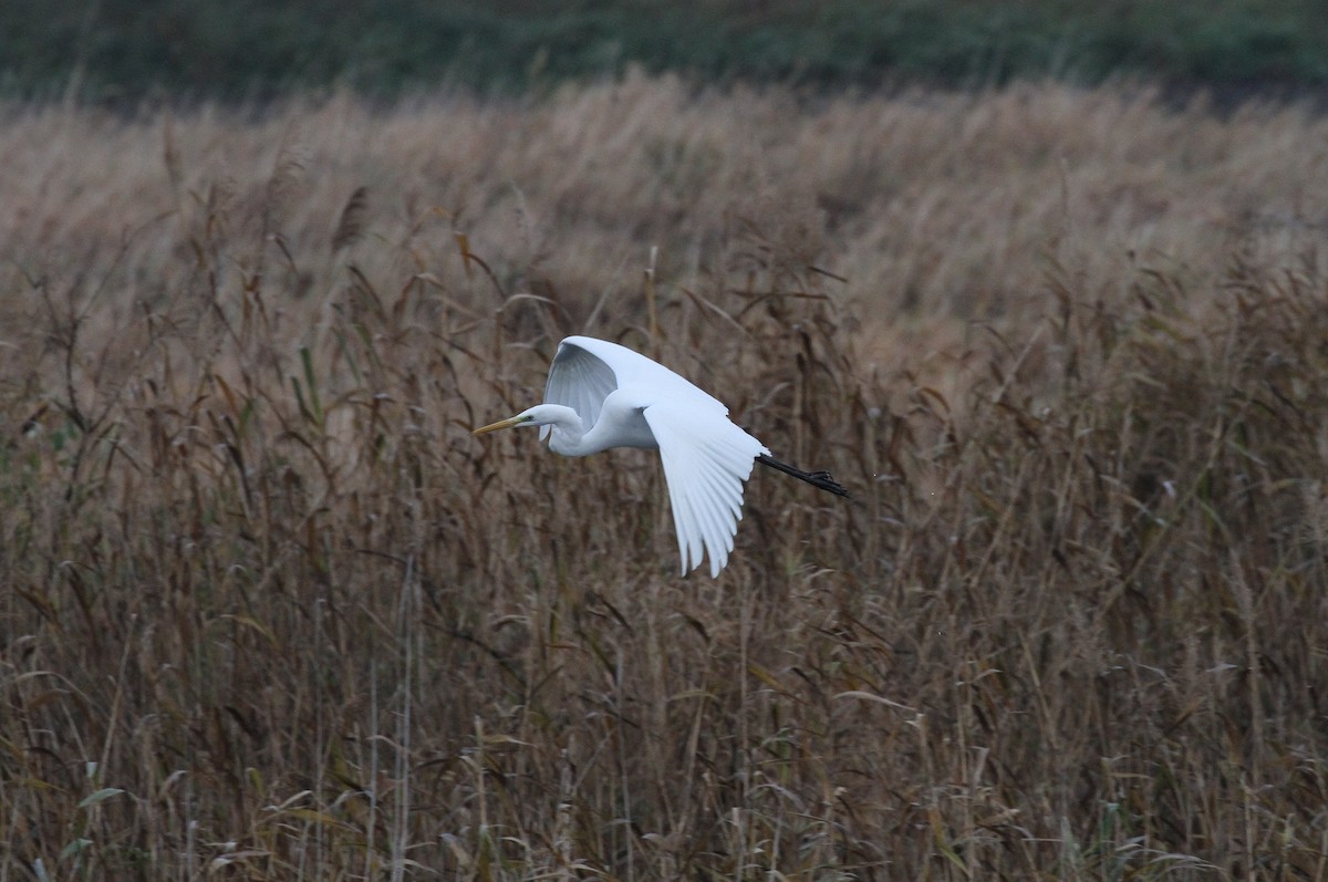 Great Egret - ML644510750