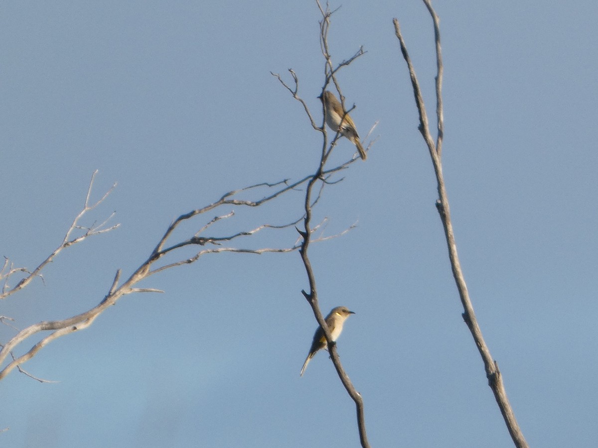 Yellow-plumed Honeyeater - ML644510757