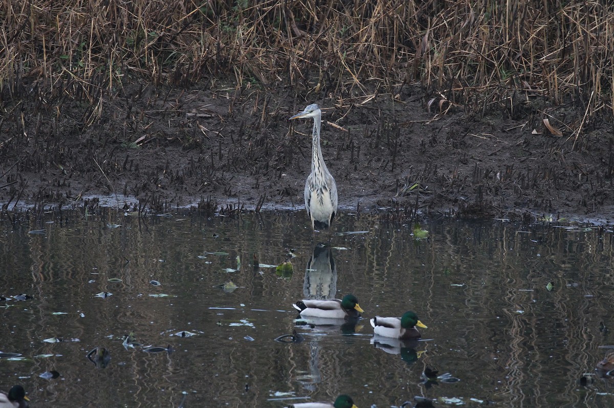 Gray Heron - ML644510759