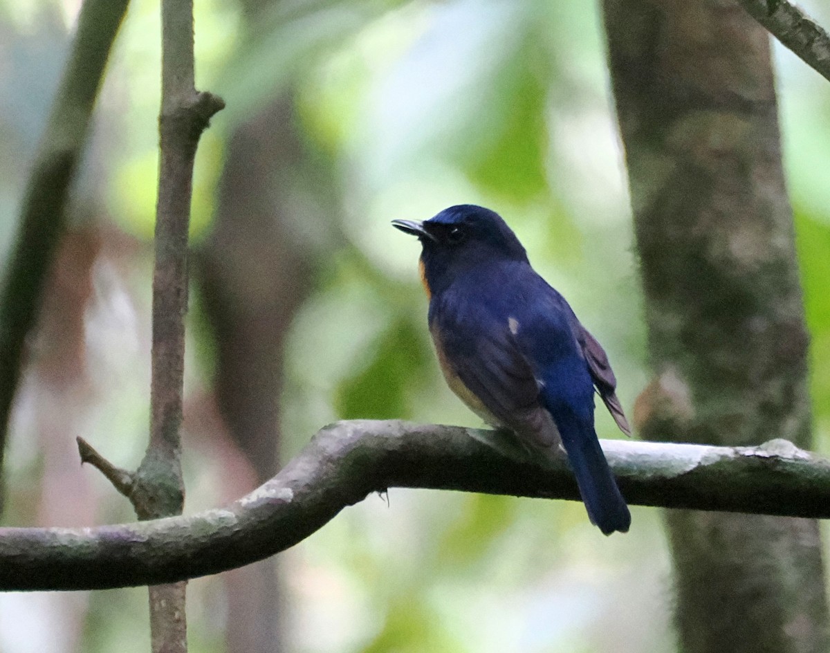 apsarafluesnapper - ML644510770