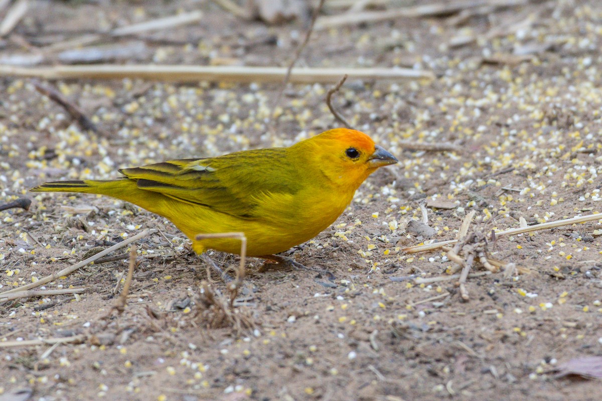 Saffron Finch - ML644510771