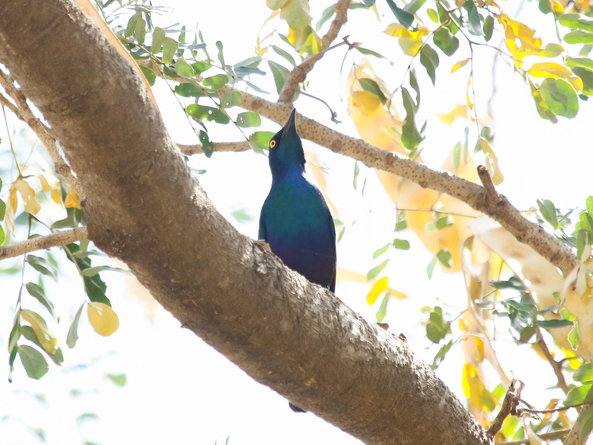 Purple Starling - ML644510780