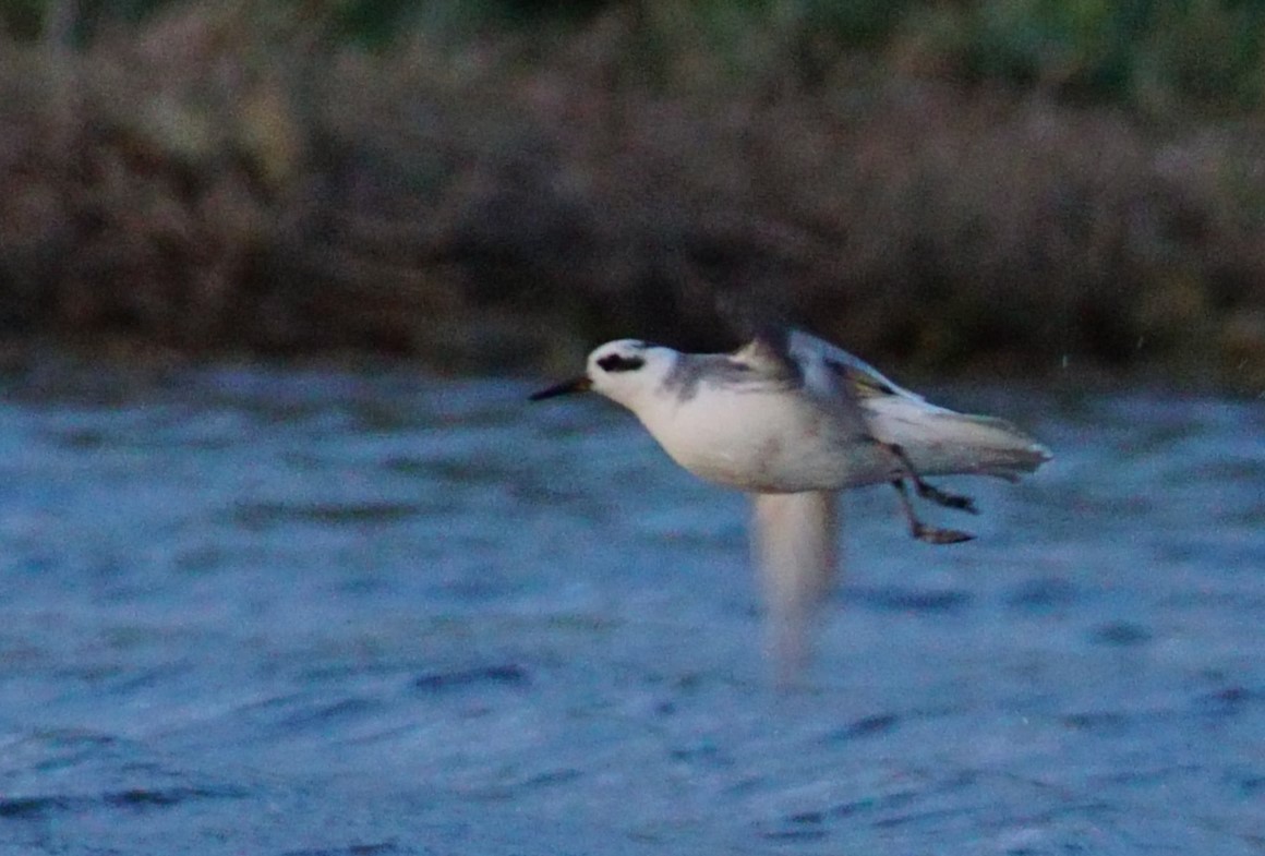 Red Phalarope - ML644510787