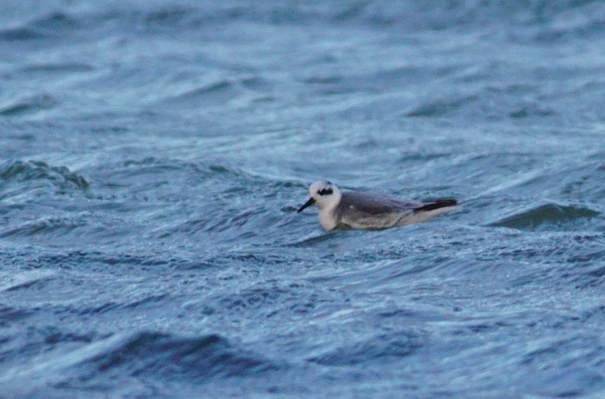 Red Phalarope - ML644510788