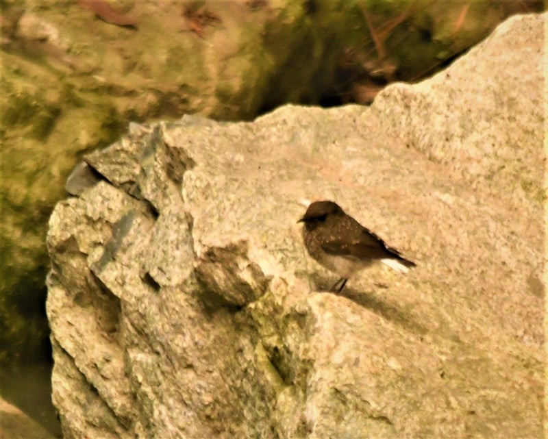 Kurşuni Kızılkuyruk - ML644510790