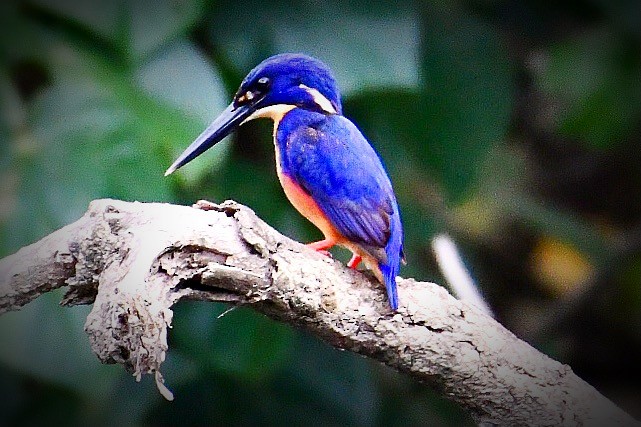 Azure Kingfisher - ML644510796