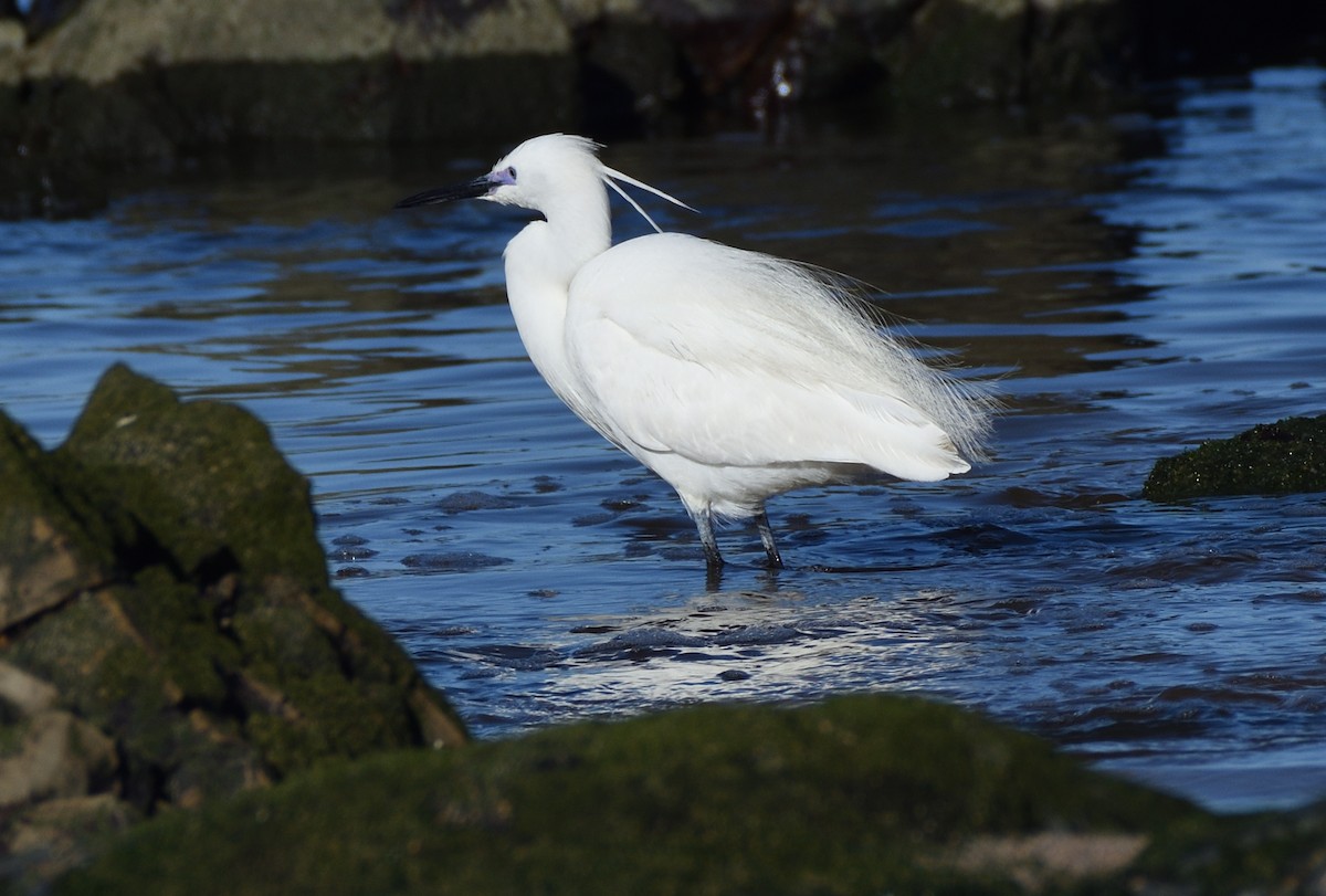 silkehegre - ML644510797