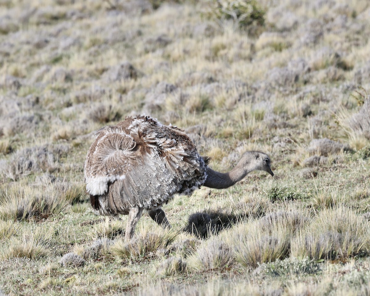 Lesser Rhea (Darwin's) - ML644510802