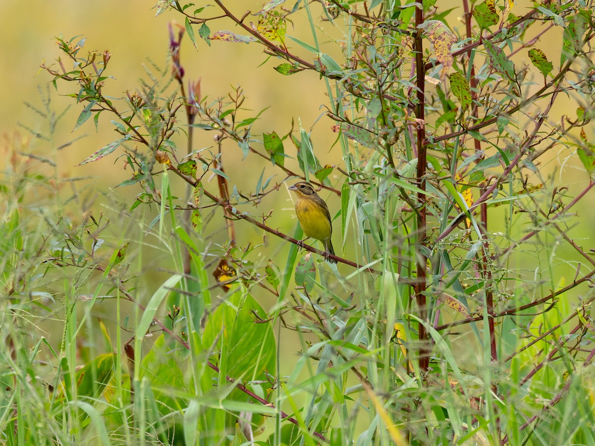 シマアオジ - ML644510805