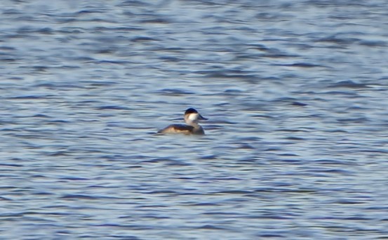 kobberand - ML644510806