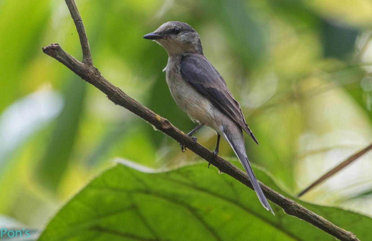 小灰山椒鳥 - ML644510809