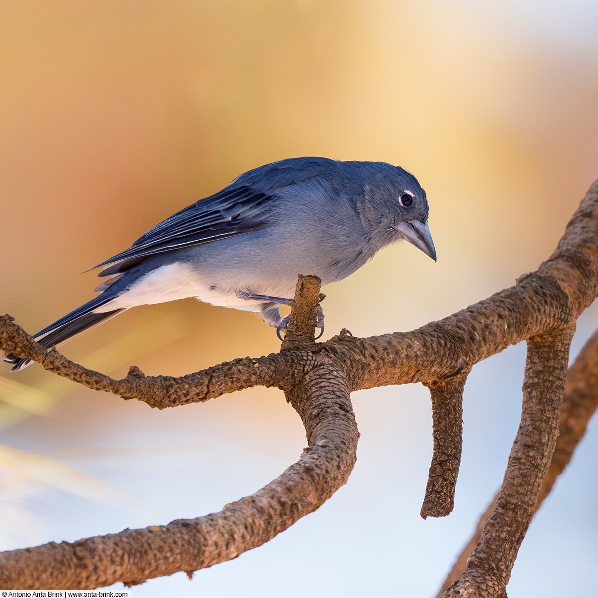 Tenerife Blue Chaffinch - ML644510820