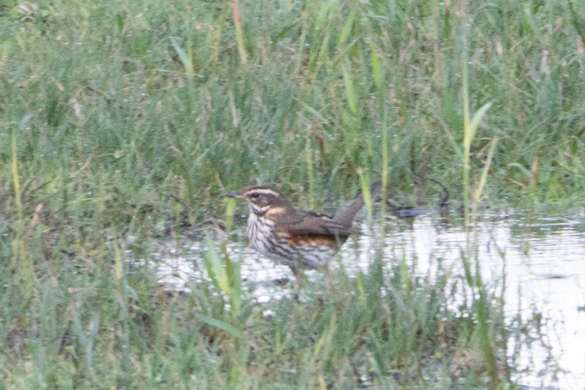 Redwing - ML644510823