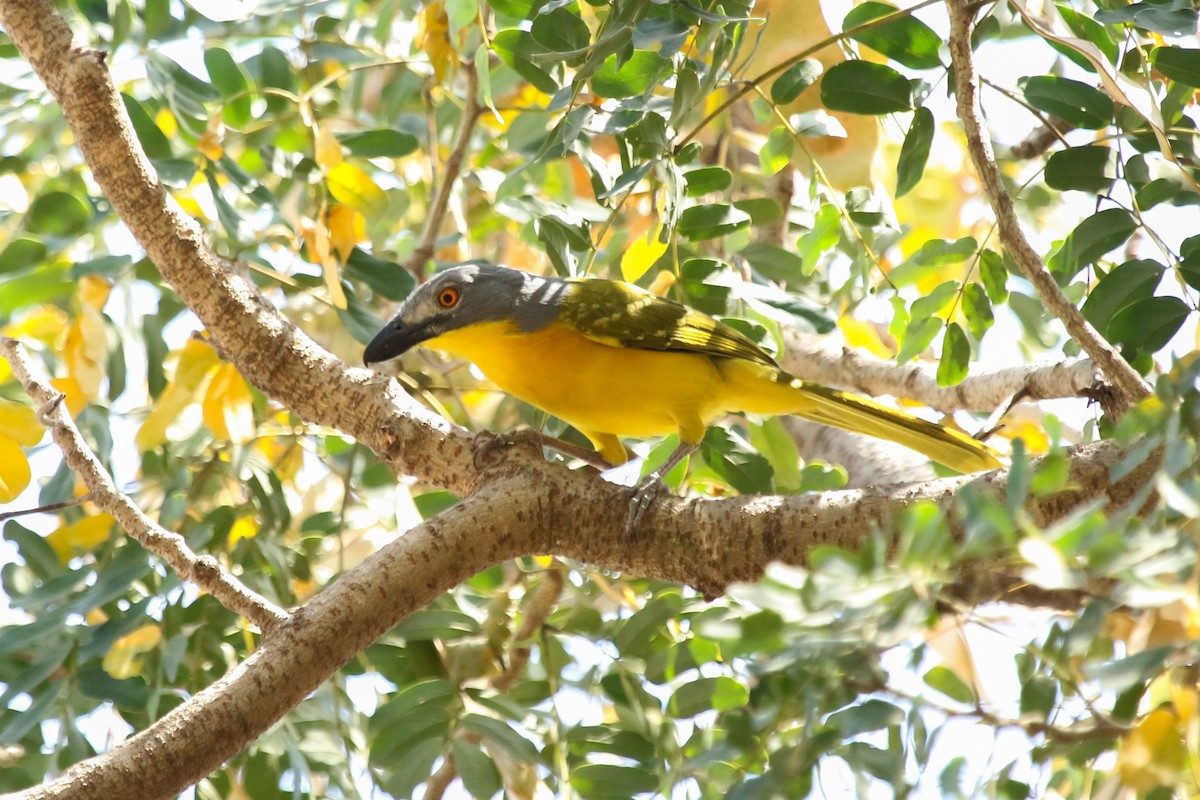 Gray-headed Bushshrike - ML644510825