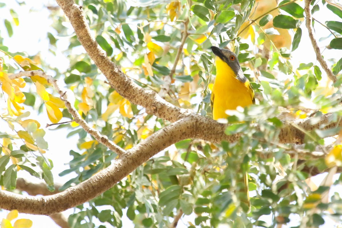 Gray-headed Bushshrike - ML644510826