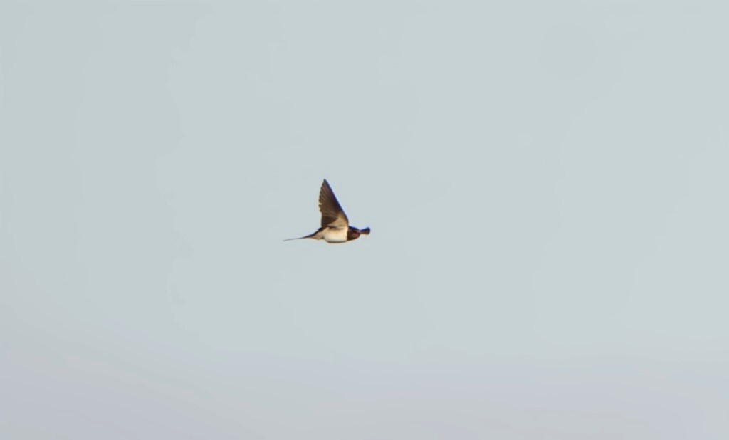 Barn Swallow - ML644510836