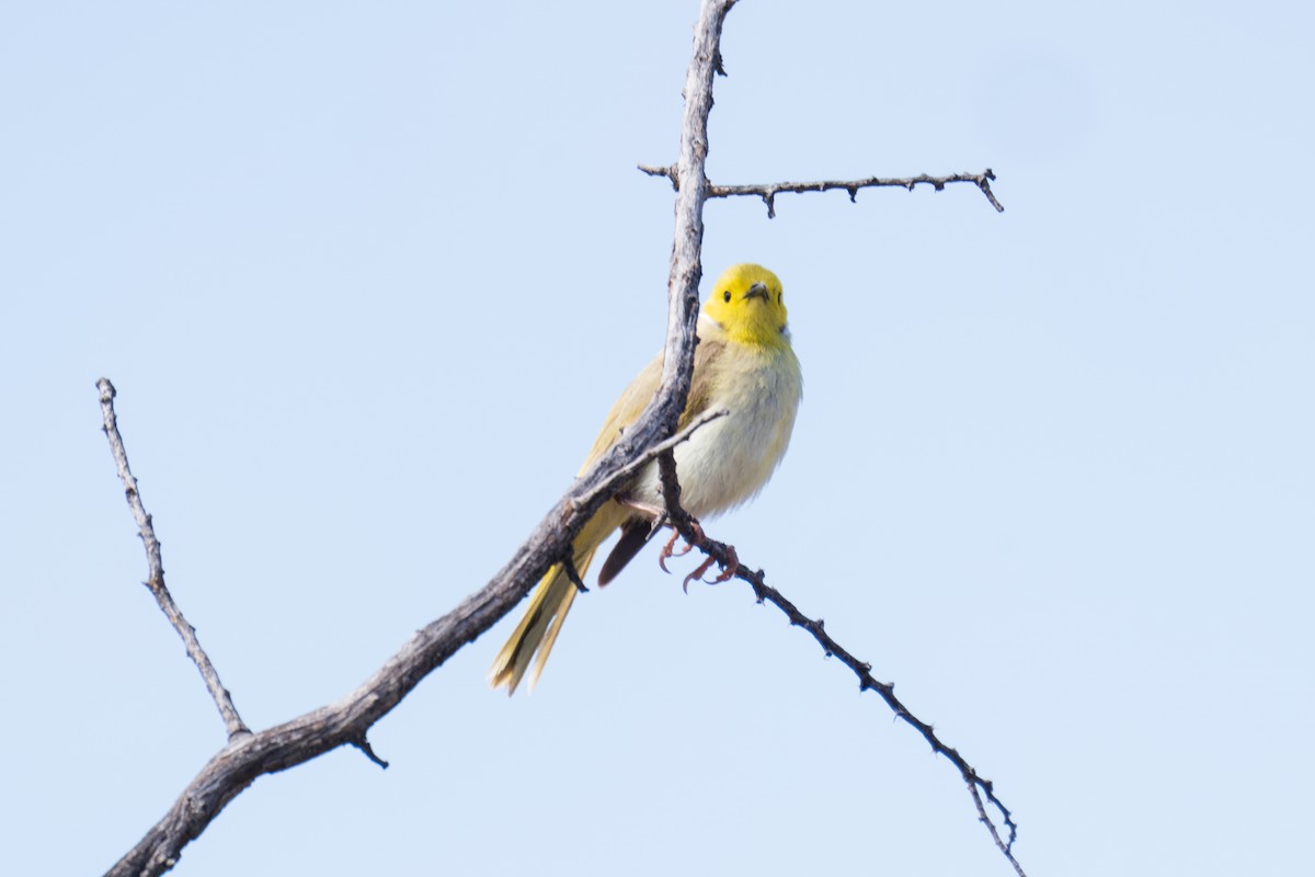 Медник блідий - ML644510845