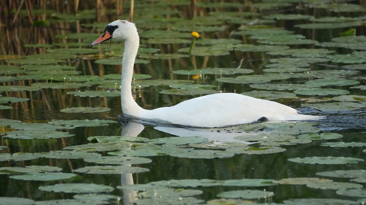 Mute Swan - ML644510863