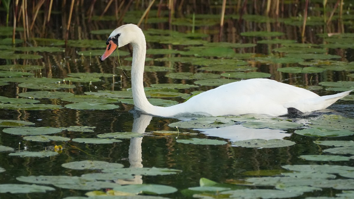 Mute Swan - ML644510864